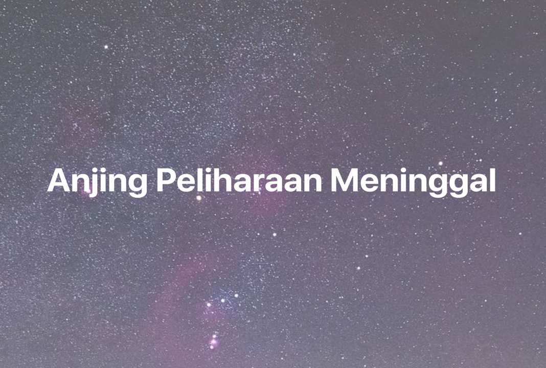 Gambar Mimpi Anjing Peliharaan Meninggal