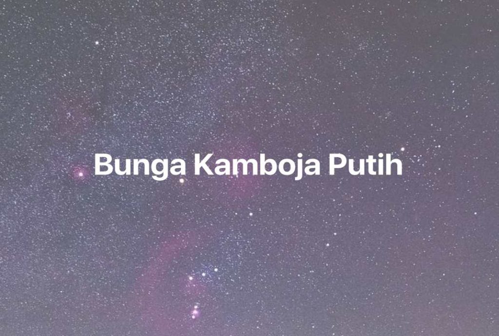 Gambar Mimpi Bunga Kamboja Putih