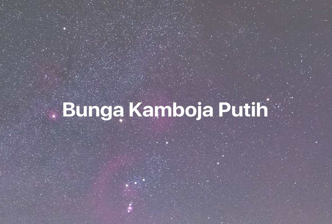 Gambar Mimpi Bunga Kamboja Putih