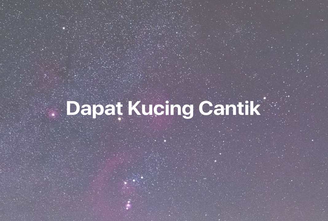 Gambar Mimpi Dapat Kucing Cantik