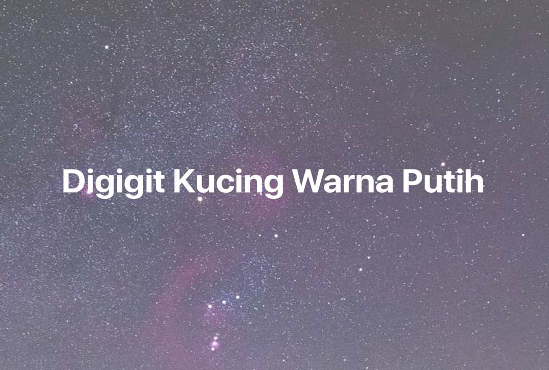 Gambar Mimpi Digigit Kucing Warna Putih