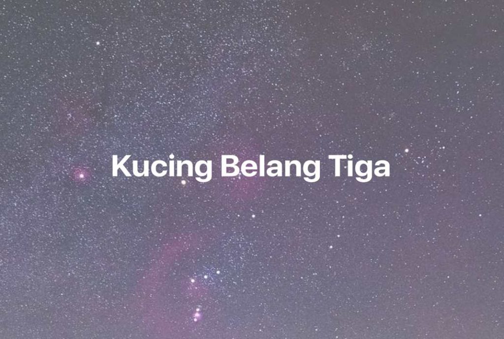 Gambar Mimpi Kucing Belang Tiga