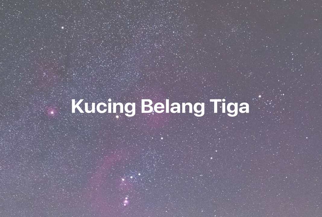 Gambar Mimpi Kucing Belang Tiga