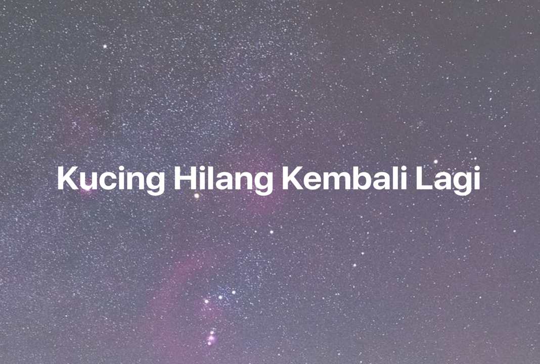 Gambar Mimpi Kucing Hilang Kembali Lagi