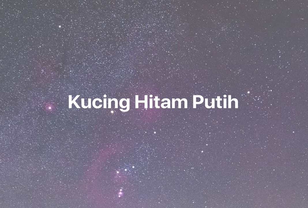 Gambar Mimpi Kucing Hitam Putih