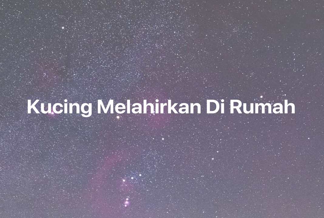 Gambar Mimpi Kucing Melahirkan Di Rumah