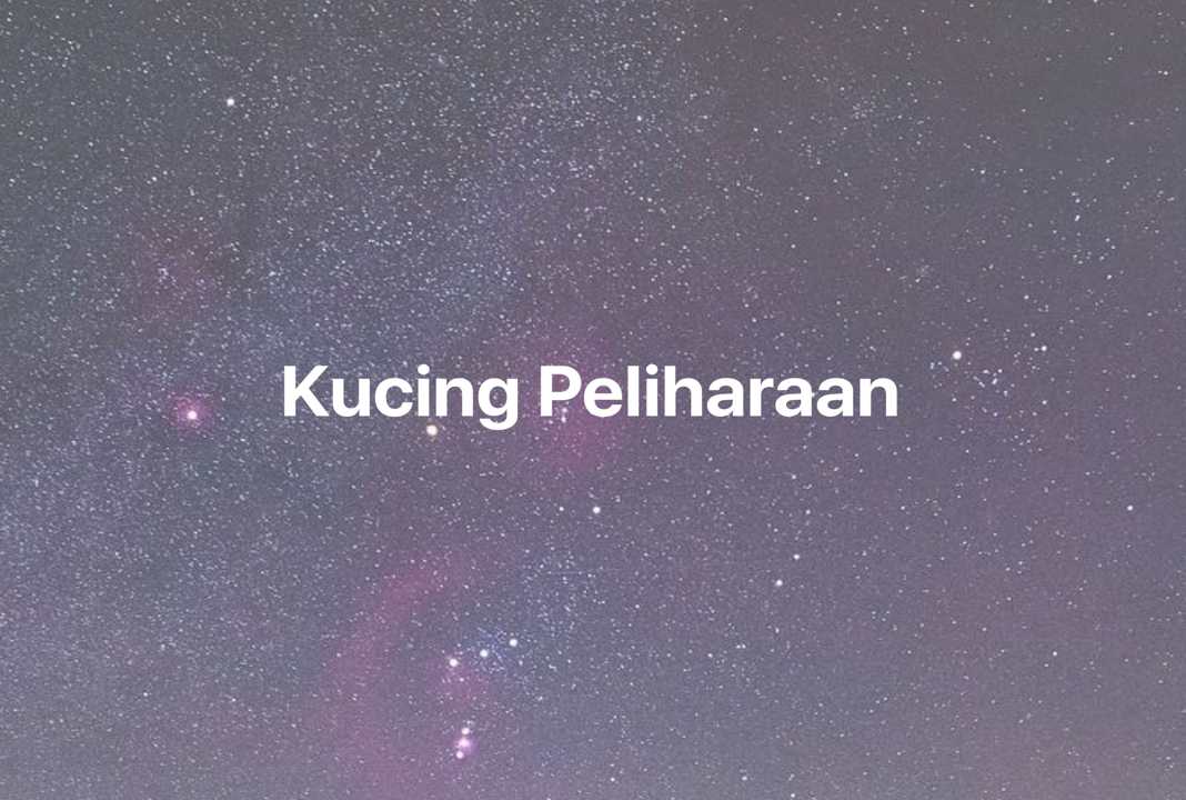 Gambar Mimpi Kucing Peliharaan