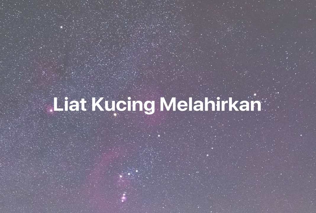 Gambar Mimpi Liat Kucing Melahirkan