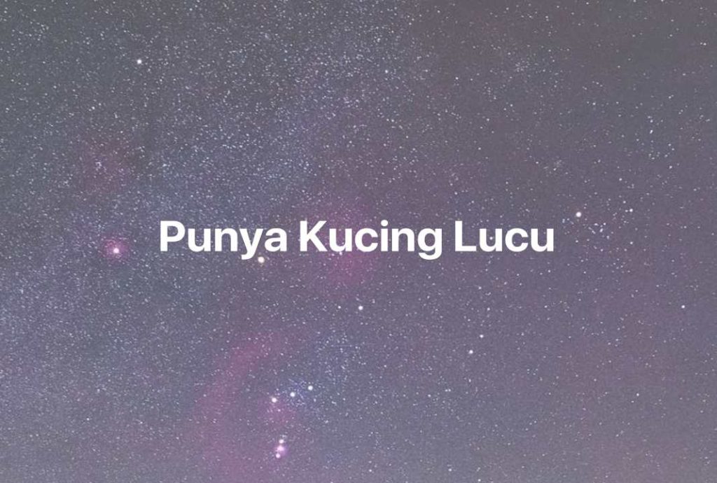 Gambar Mimpi Punya Kucing Lucu