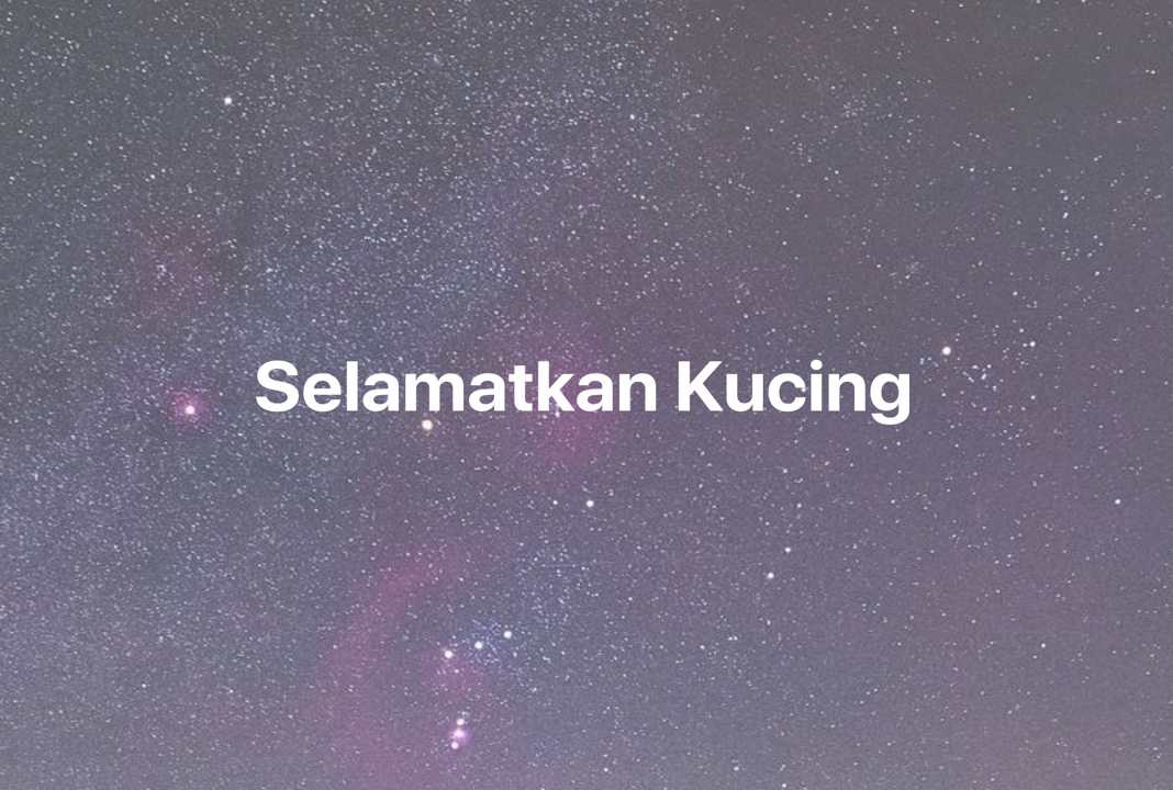 Gambar Mimpi Selamatkan Kucing